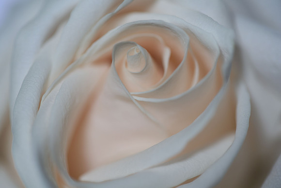 20150531_Flowers_Studio__316