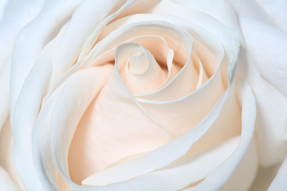 20150531_Flowers_Studio__317