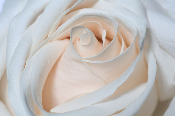 20150531_Flowers_Studio__318