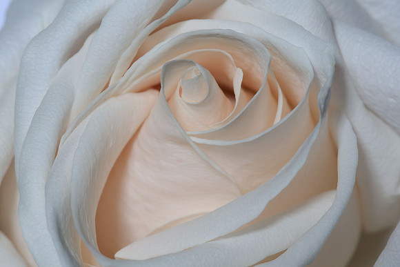 20150531_Flowers_Studio__319
