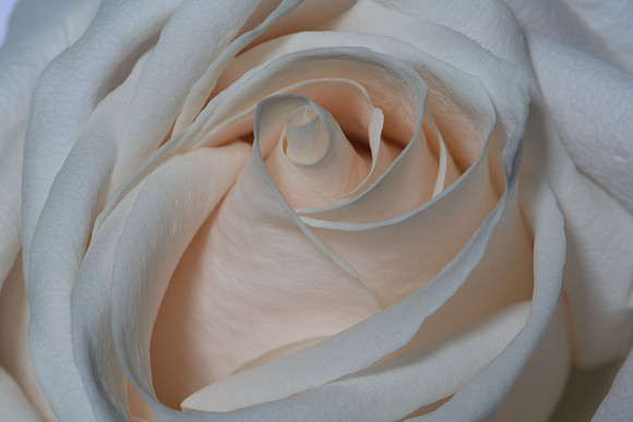 20150531_Flowers_Studio__320