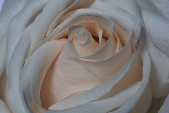 20150531_Flowers_Studio__321