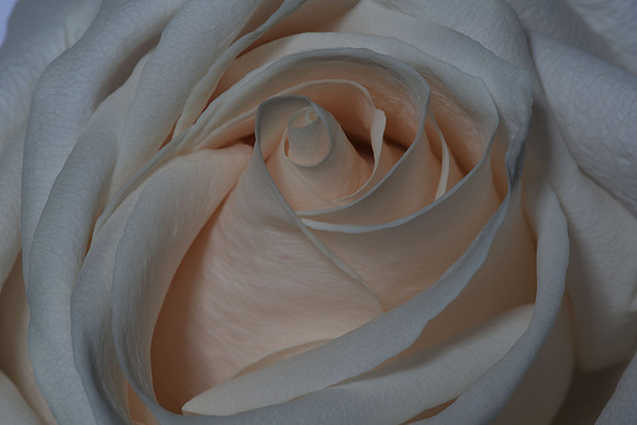 20150531_Flowers_Studio__322