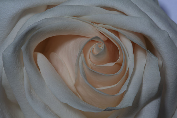 20150531_Flowers_Studio__323