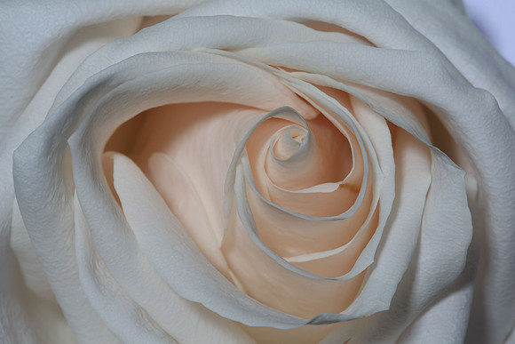 20150531_Flowers_Studio__324