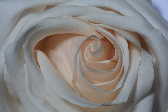 20150531_Flowers_Studio__325