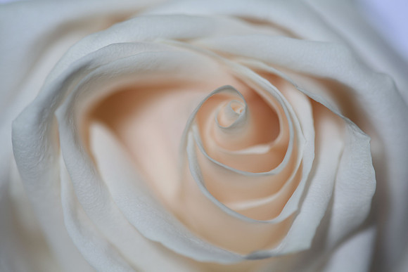 20150531_Flowers_Studio__326