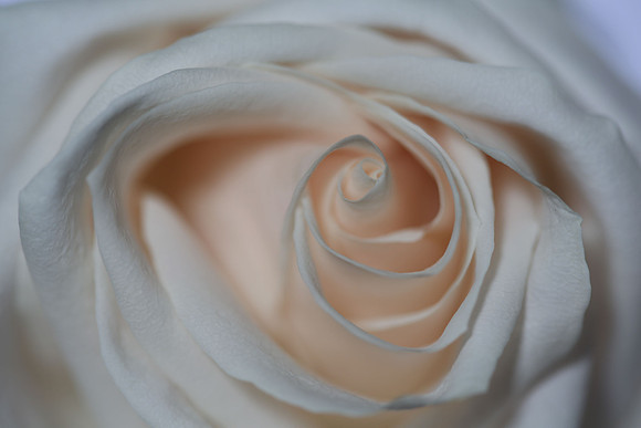20150531_Flowers_Studio__327