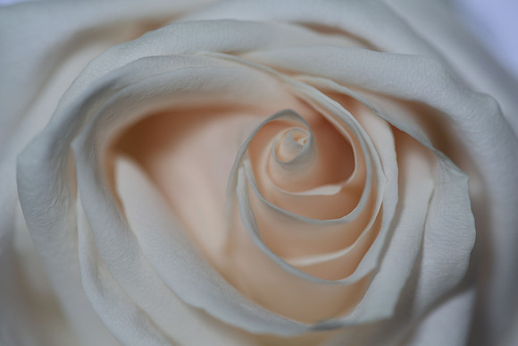 20150531_Flowers_Studio__328