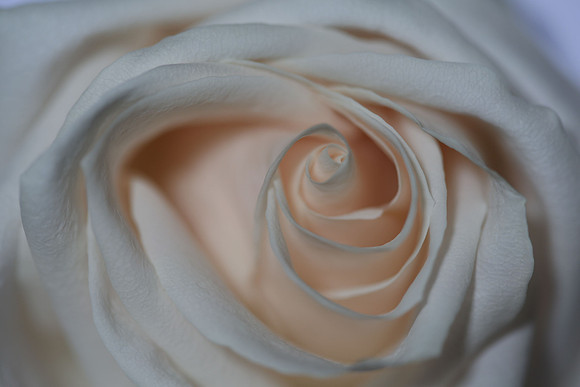 20150531_Flowers_Studio__329