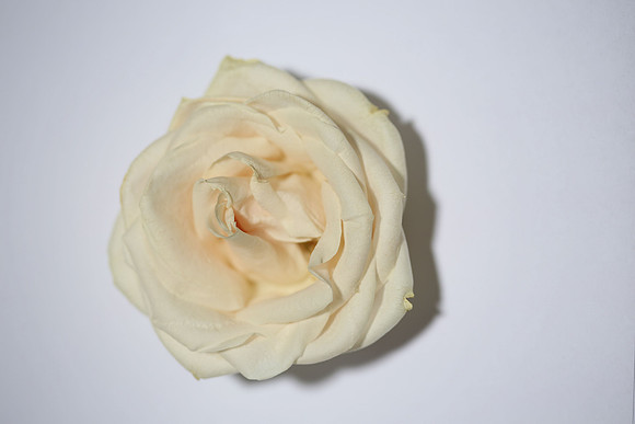 20150531_Flowers_Studio_