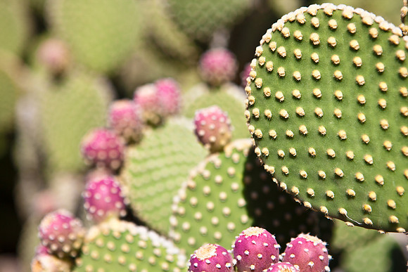 0031_La_Arizona_5L8Y5252