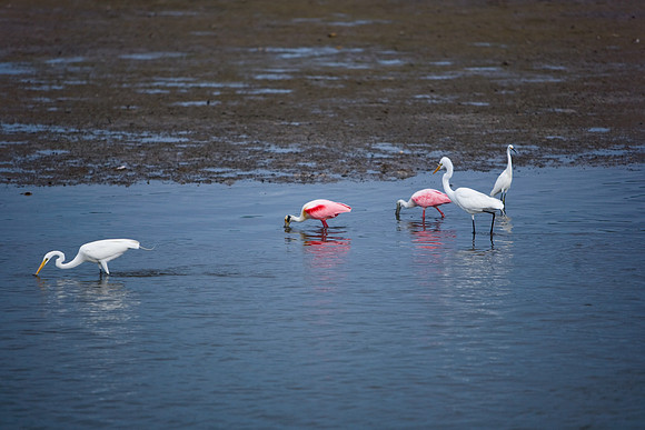 85540_ZV4N7071_Miami_To_Sanibel_Island_FL_Sanibel_FL_USA