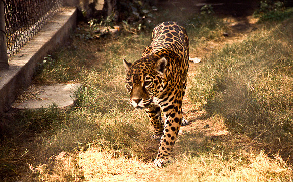 47298_SL_COLOR_INDIA_1987_16