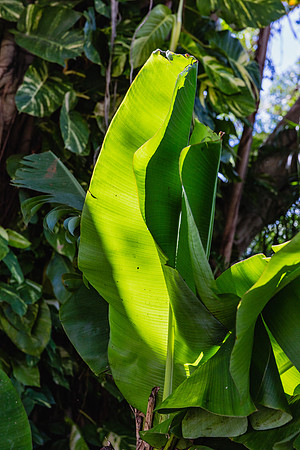 20160711_Key_West_75A0184