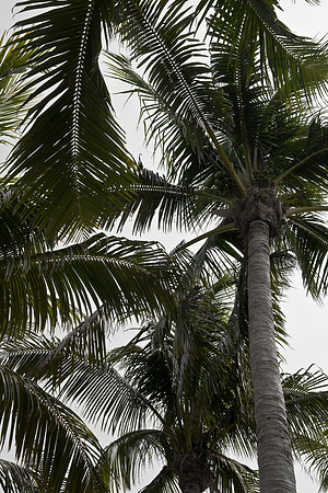 85474_FL_DG_ZV4N9679