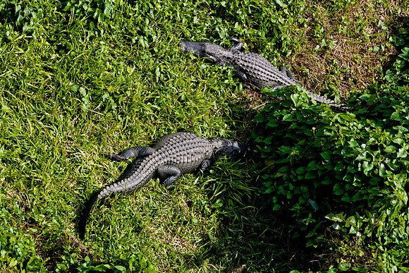84673_ZV4N_1453_Everglades_Shark_Valley_FL_USA