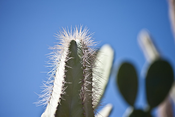 0031_La_Arizona_5L8Y5613