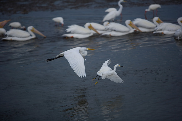 85545_ZV4N_7109_Miami_To_Sanibel_Island_FL