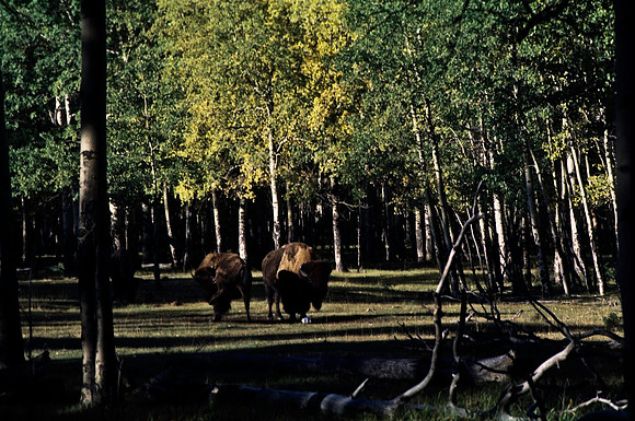 06824_B19_SL_COLOR_BISON_NAT_PARK_LAKE_LOUIS_VILLAGE_WS_97_01.jpg