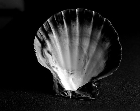 42452_B_Lion_Paw_Shells_