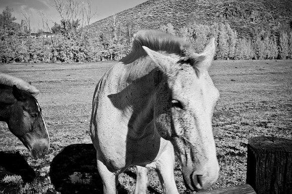 0021_Wyonming_To_Ketchem_Sun_Valley_ID_5L8Y8040