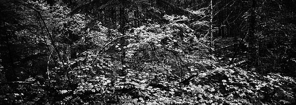 7575_FM_BW_CA_RED_WOODS_01_15.jpg