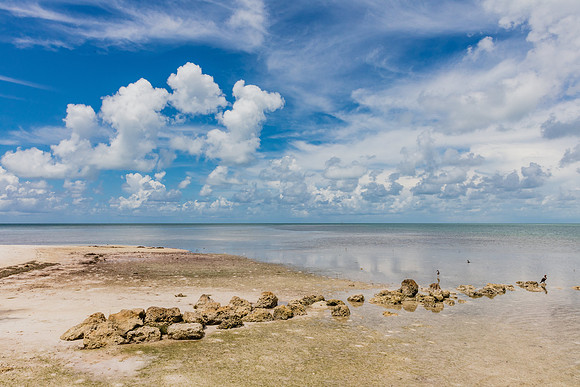 20160714_Key_West_Little_Palm__75A0604
