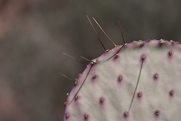 0031_La_Arizona_5L8Y5586