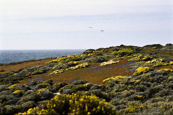 47940_B17_SL_COLOR_COAST_CA_97_09.jpg