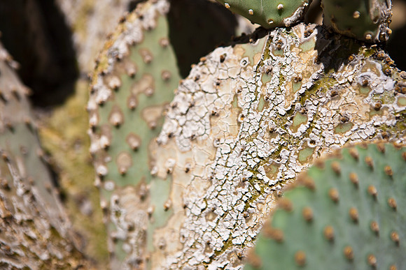 0031_DG_Cactus_Scottsdale_AZ_USA_2009_5L8Y5237