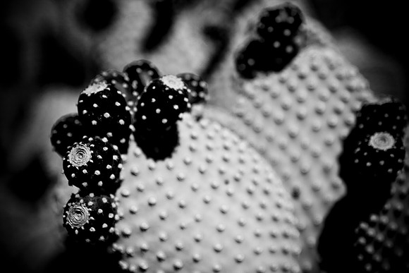 0031_La_Arizona_5L8Y5259