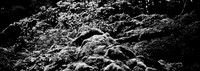 7575_FM_BW_CA_RED_WOODS_01_2.jpg