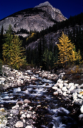 06833_B19_SL_COLOR_SASKATCHEWAN_RIVER_CROSSING_ICEFIELD_HWY93_TO_JASPER_BC_WS_97_05.jpg