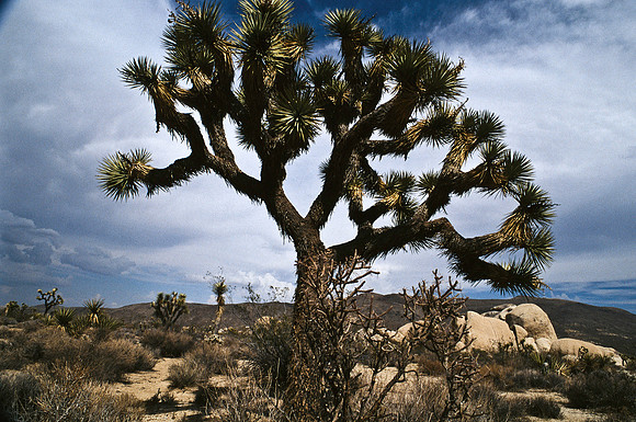 47912_B17_SL_COLOR_JOSHUA TREE_CA_97_21.jpg