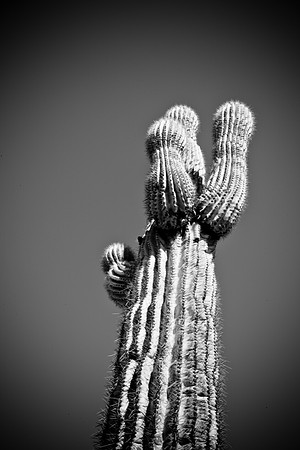 0031_La_Arizona_5L8Y5453