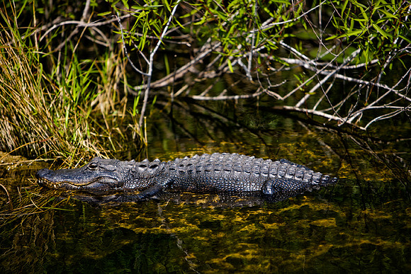 84673_ZV4N_1398_Everglades_Shark_Valley_FL_USA
