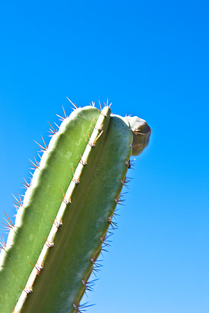 0031_DG_Cactus_Scottsdale_AZ_USA_2009_5L8Y5144