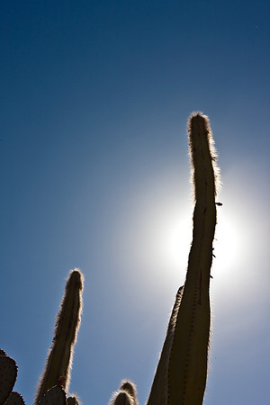 0031_La_Arizona_5L8Y5522