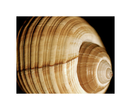 42465_Shells_D_40_30