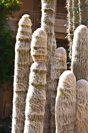 0031_La_Arizona_5L8Y5509