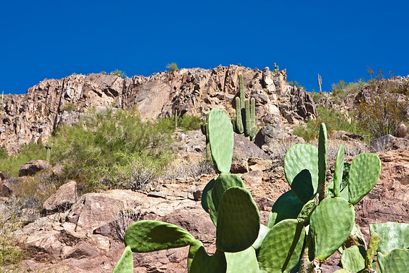 0031_DG_Cactus_Scottsdale_AZ_USA_2009_5L8Y5205