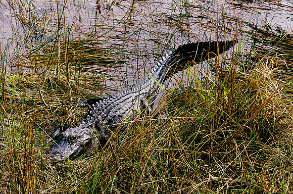 84694_EVERGLADES 33942__Azuley-R8-21