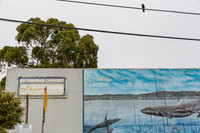 20130817_Monterey_CA_9C7C4814