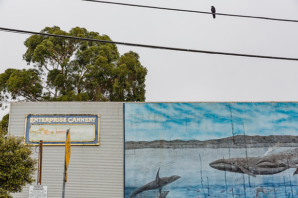 20130817_Monterey_CA_9C7C4814