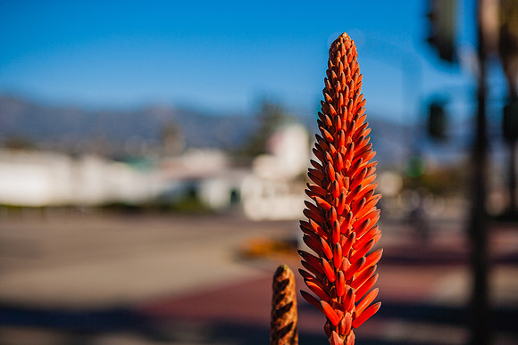 20071230_California_ZV4N4027
