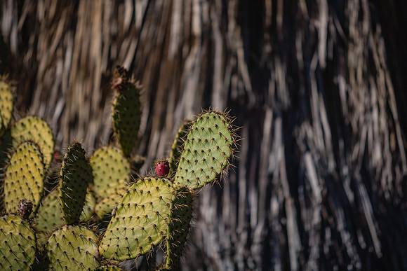 20071230_California_ZV4N4189
