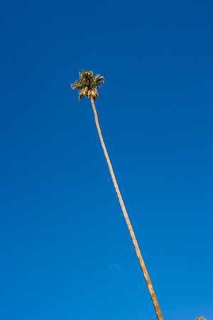 20071230_California_ZV4N4098