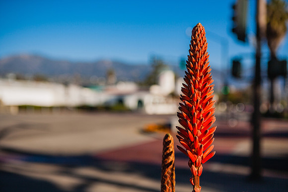 20071230_California_ZV4N4028