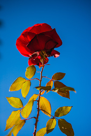 20071230_California_ZV4N4092